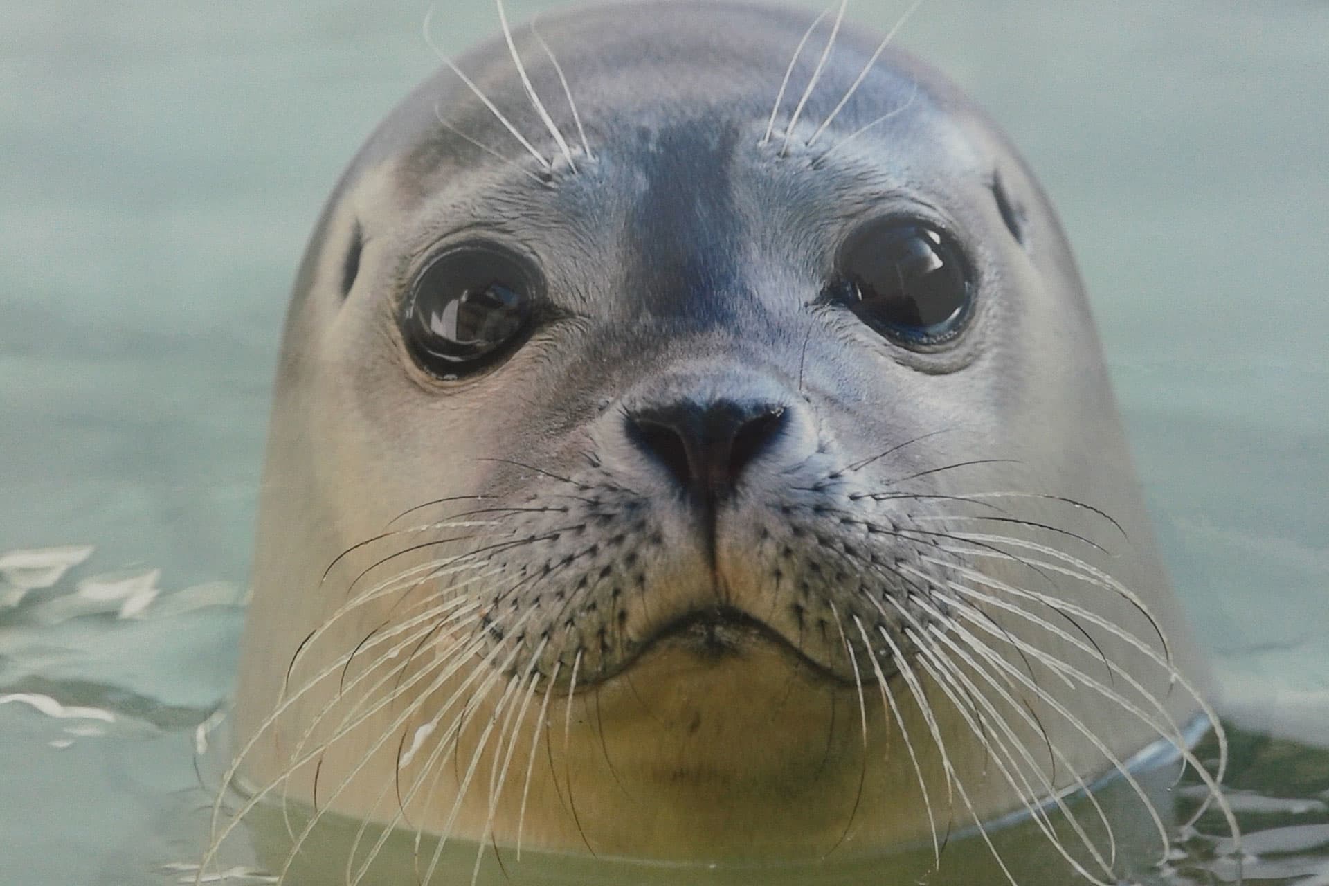 seal-look-texel-ecomare